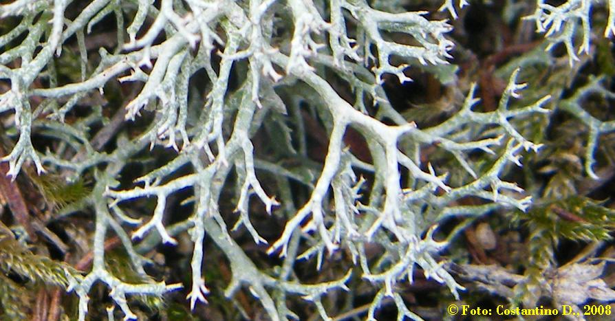 Cladonia